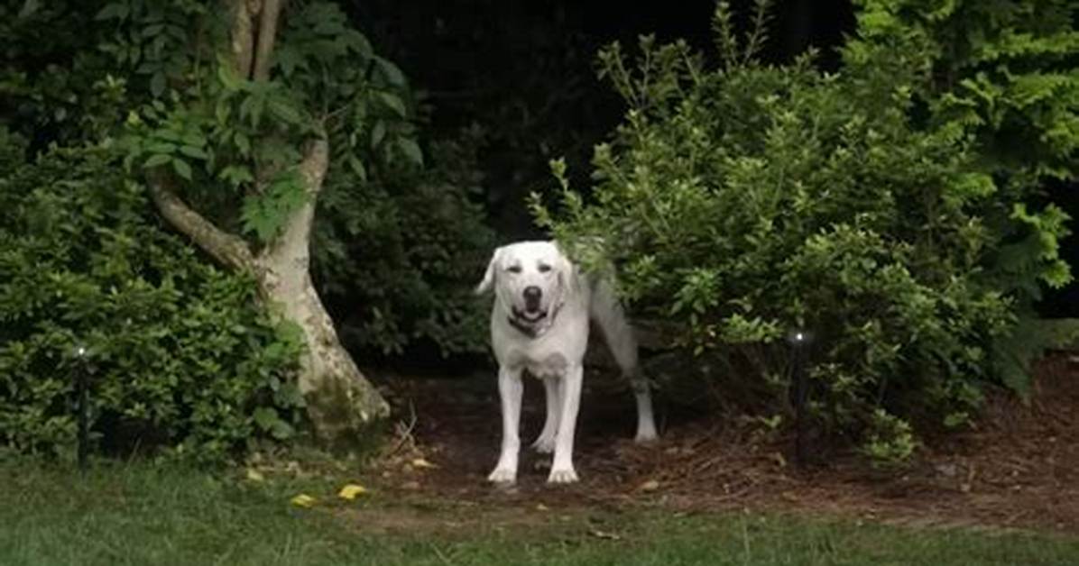Does Gonker Live in ‘Dog Gone? ’ the True Story Behind Netflix’s New Original, Explained