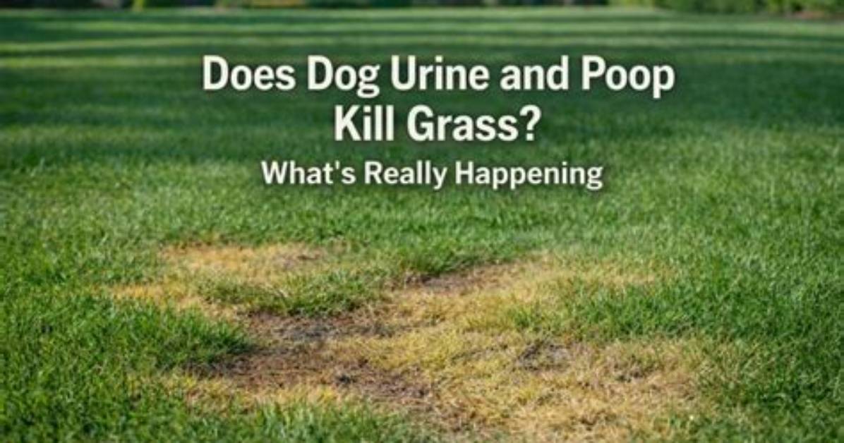 Does Goose Poop Kill Grass?
