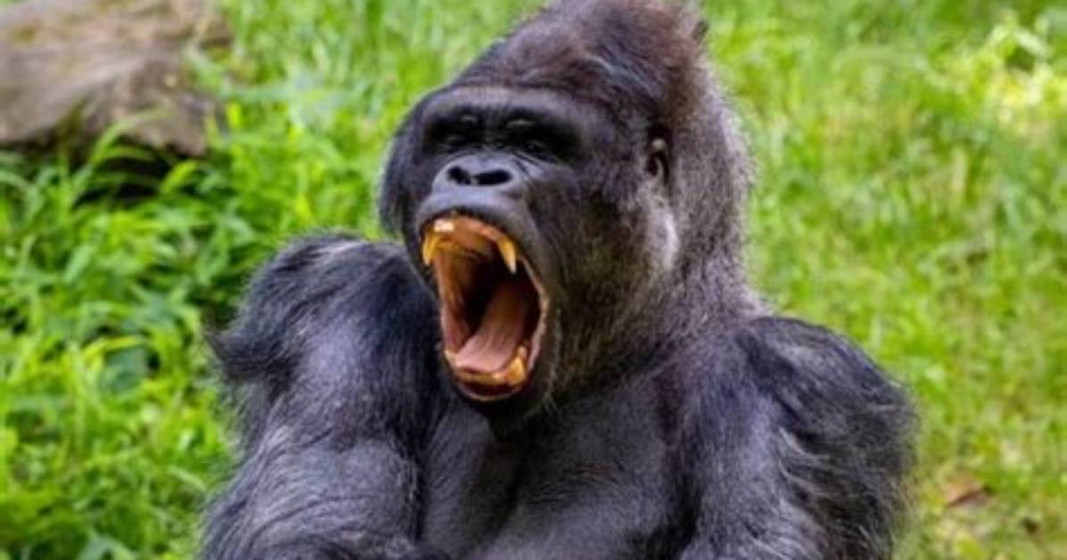 Does Gorillas Attack Humans?