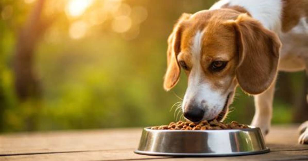 Does Grain Free Cause Heart Problems?