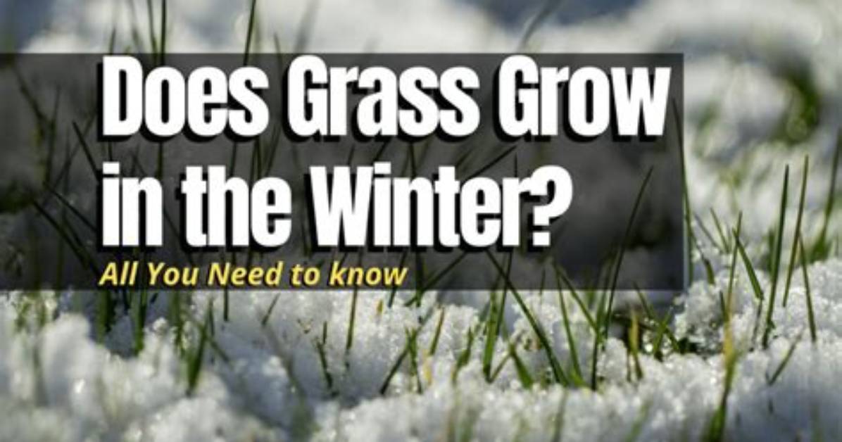 Does Grass Grow Under Snow
