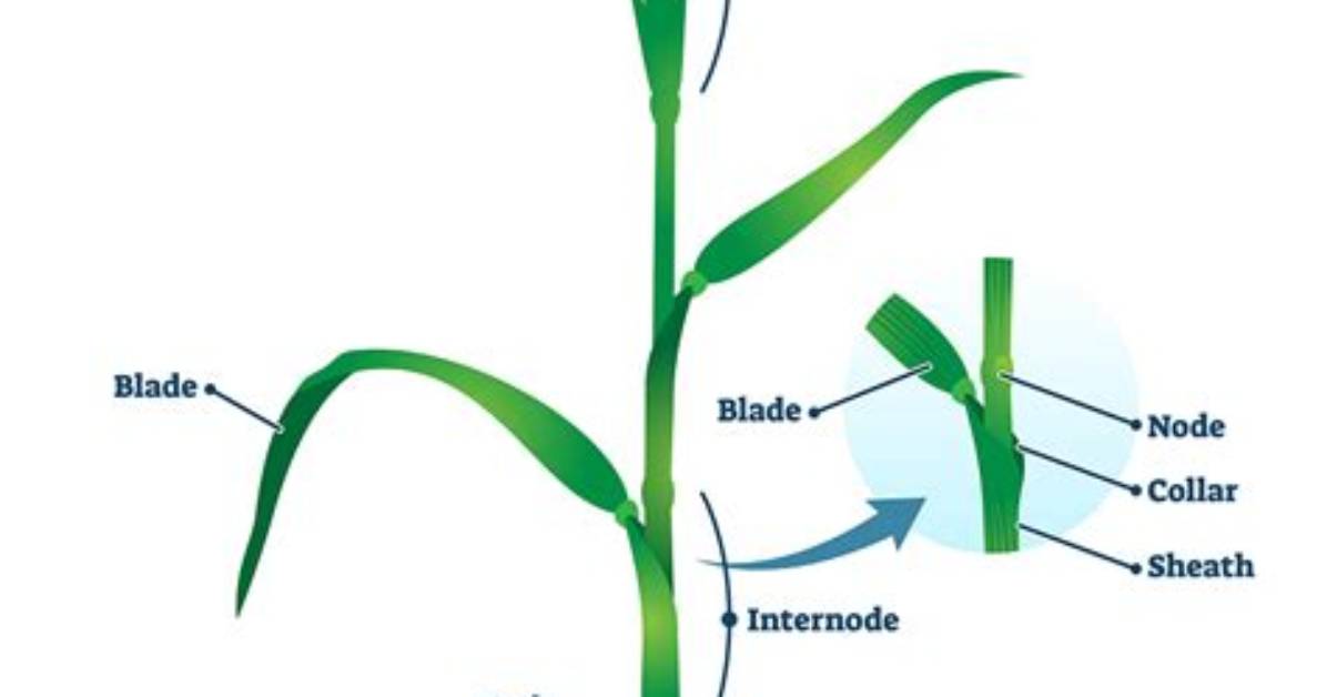 Does Grass Have Stem