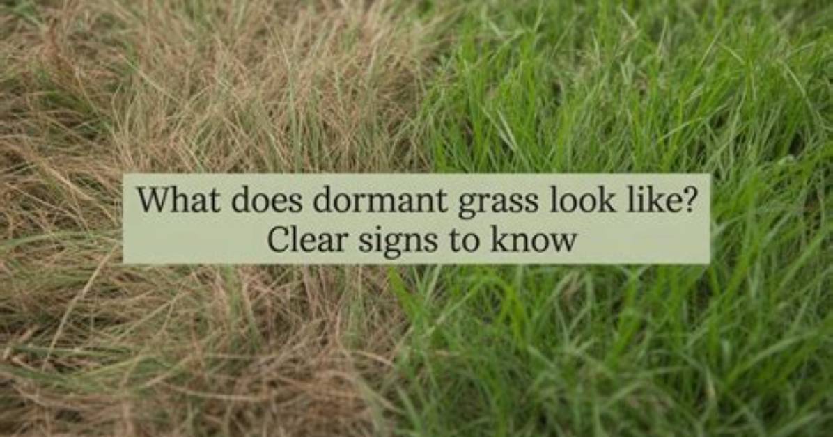 Does Grass Know It's Being Cut?