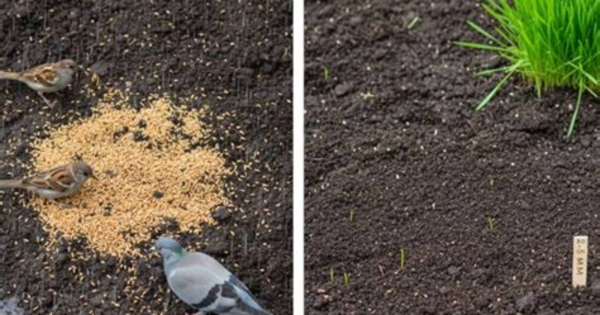 Does Grass Seed Need to Be Covered
