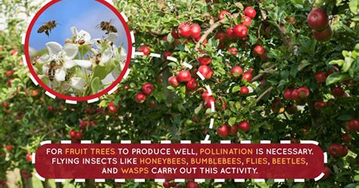 Does Gravenstein Apple Need a Pollinator?