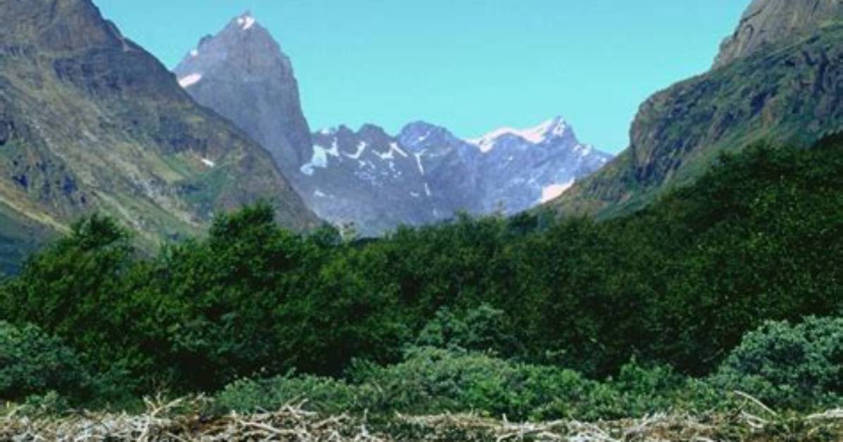 Does Greenland Have Forests?