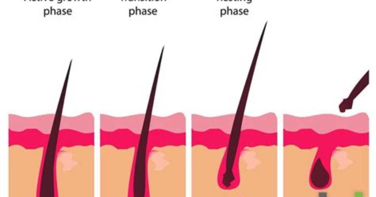 Does Hair Stop Growing?