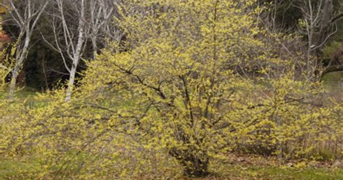 Does Hamamelis Virginiana Work?