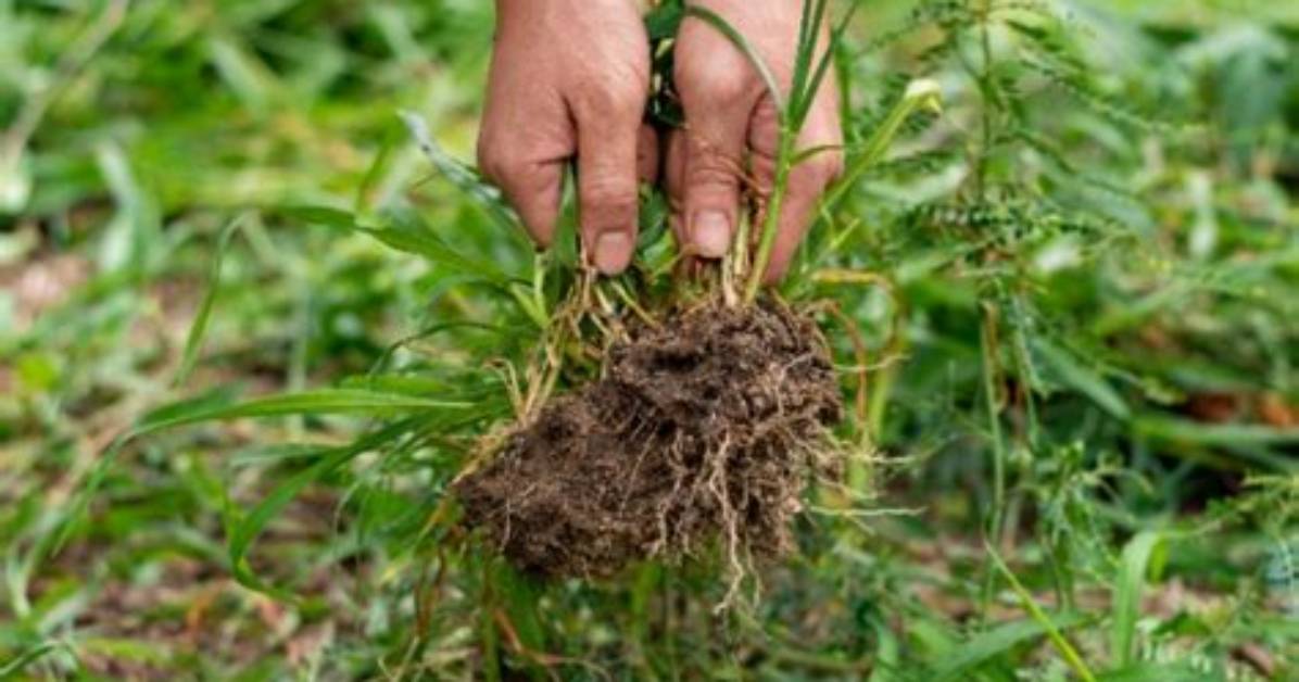 Does Hand Pulling Weeds Work?