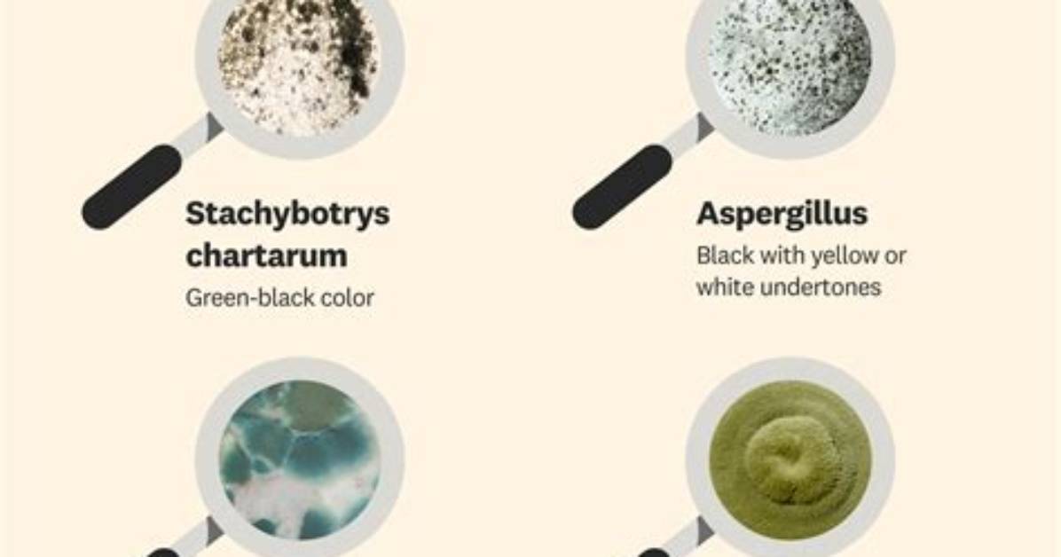 Does Hard Water Cause Mold?