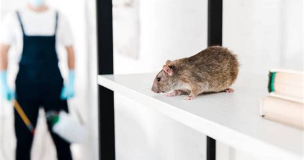 Does Having Mice Mean Your Dirty?