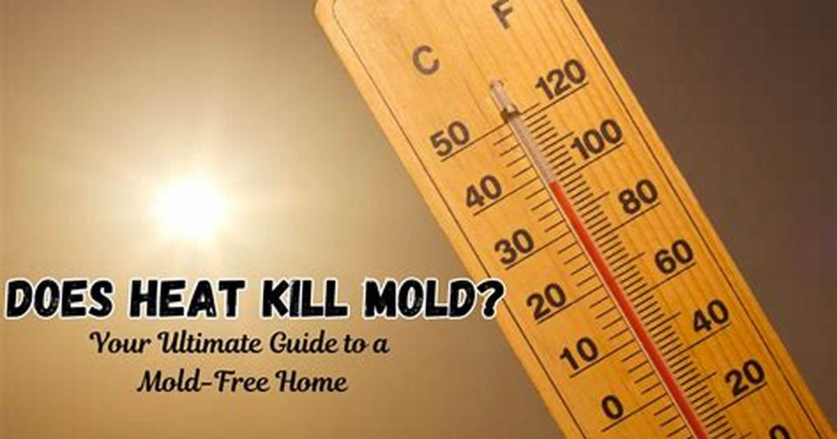 Does Heat Kill Mold?