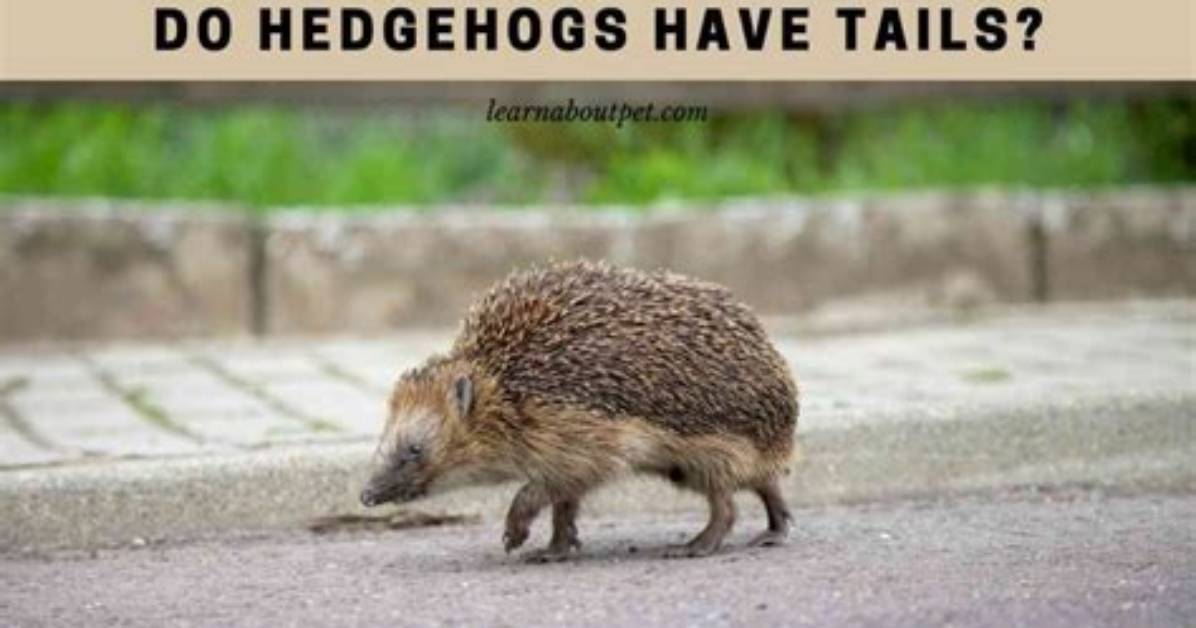 Does Hedgehogs Have Tails?