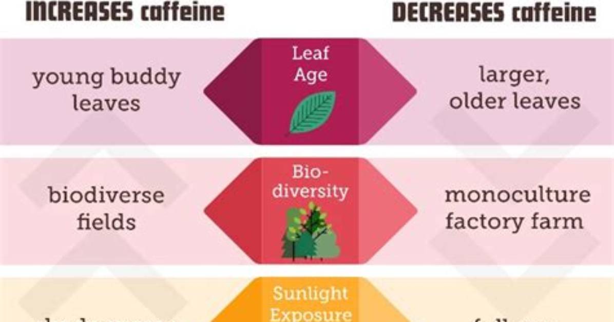 Does Herbal Tea Have Caffeine?