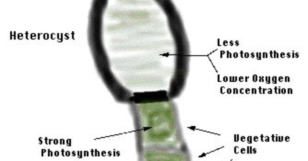 Does Heterocyst Have Cell Wall?