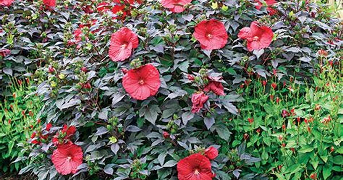 Does Hibiscus Grow in Texas