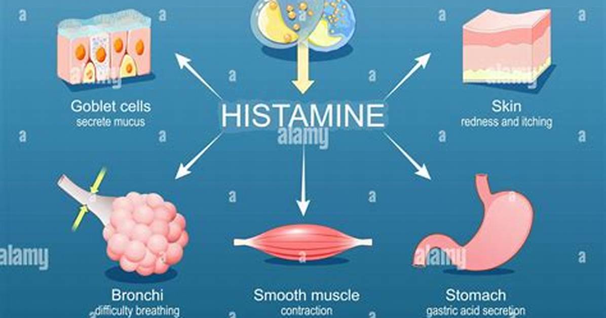 Does Histamine Reduce Inflammation? | Contextresponse. Com