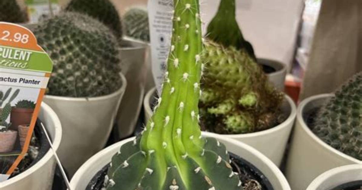 Does Home Depot Have Cactus