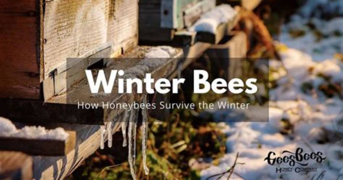 Does Honeybees Die in Winter?