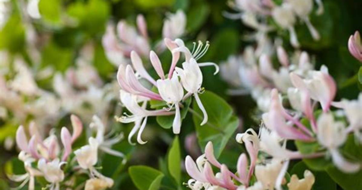 Does Honeysuckle Smell Good