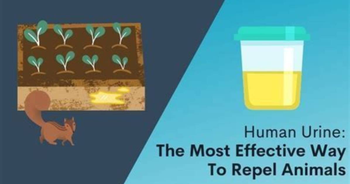 Does Human Urine Repel Squirrels?