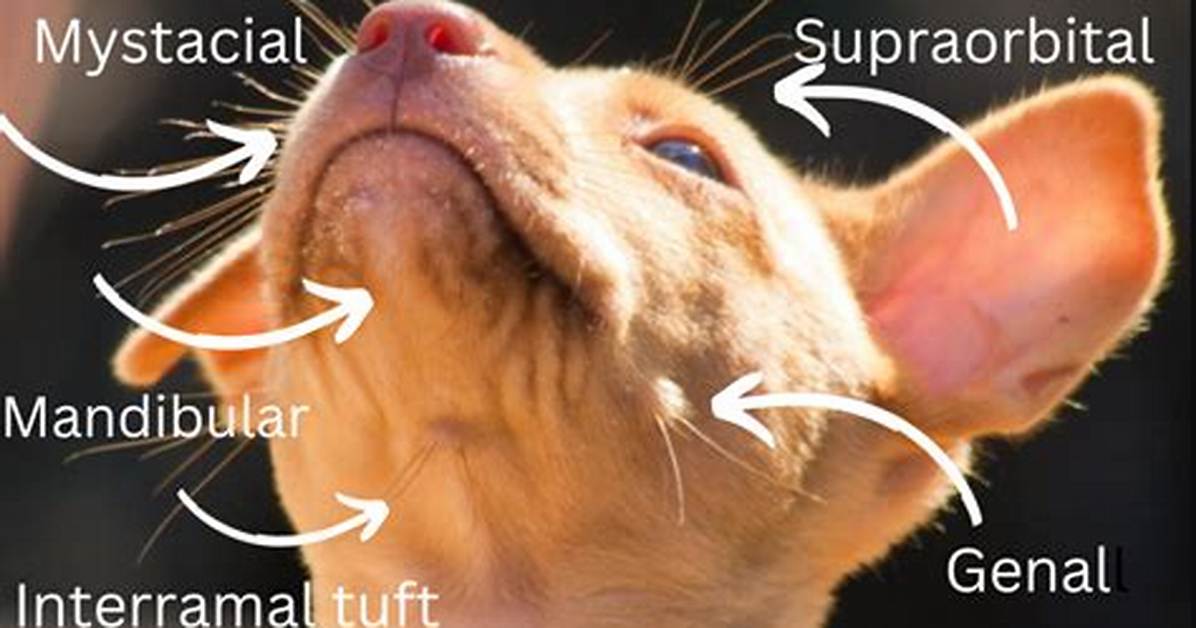 Does Humans Have Vibrissae?