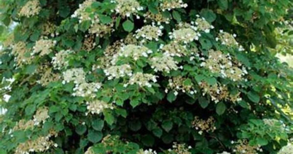 Does Hydrangea Petiolaris Damage Walls?