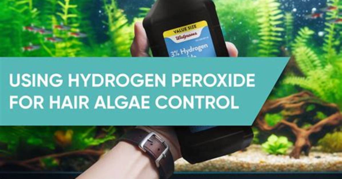 Does Hydrogen Peroxide Kill Hair Algae?