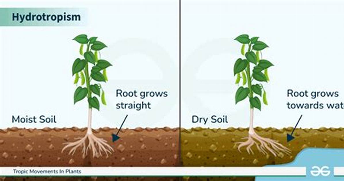 Does Hydrotropism Affect Roots?