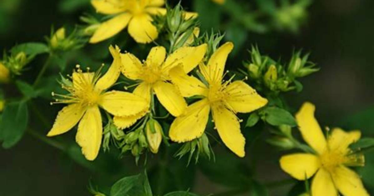 Does Hypericum Perforatum Heal Nerves?