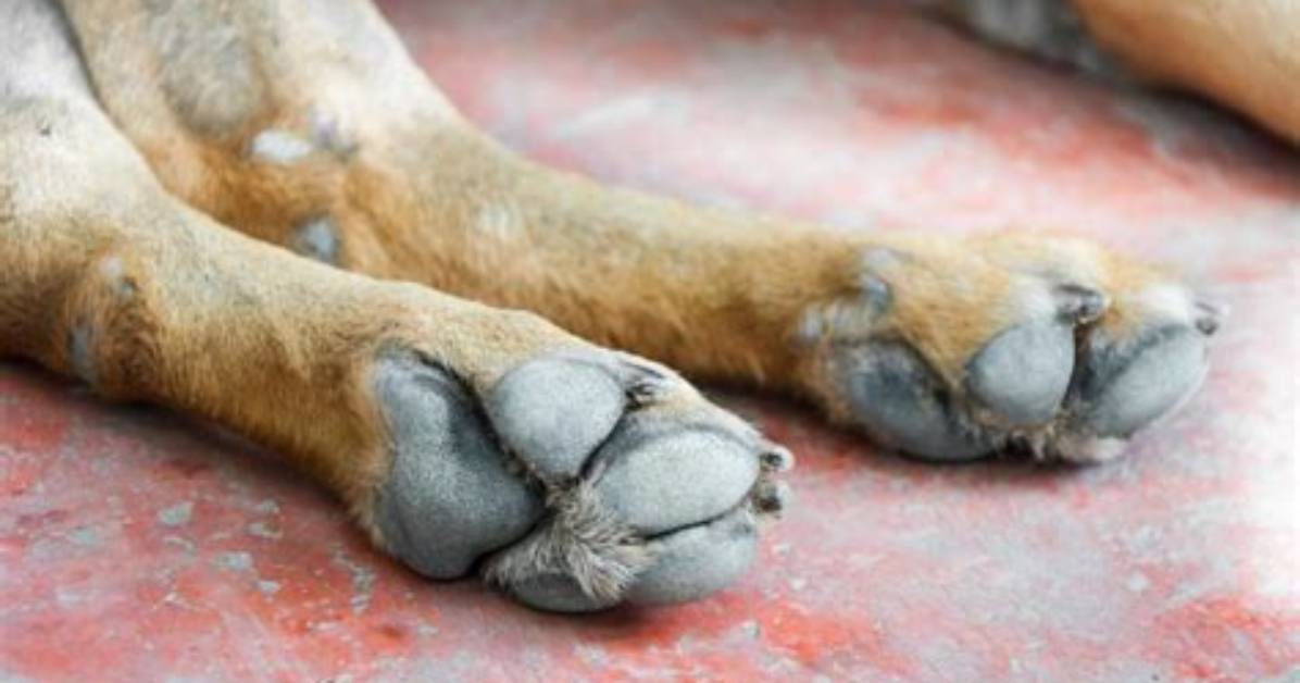 Does Hyperkeratosis Hurt Dogs?