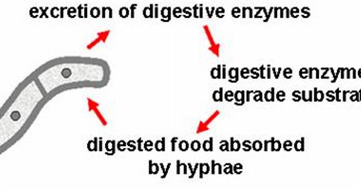 Does Hyphae Release Digestive Enzymes?