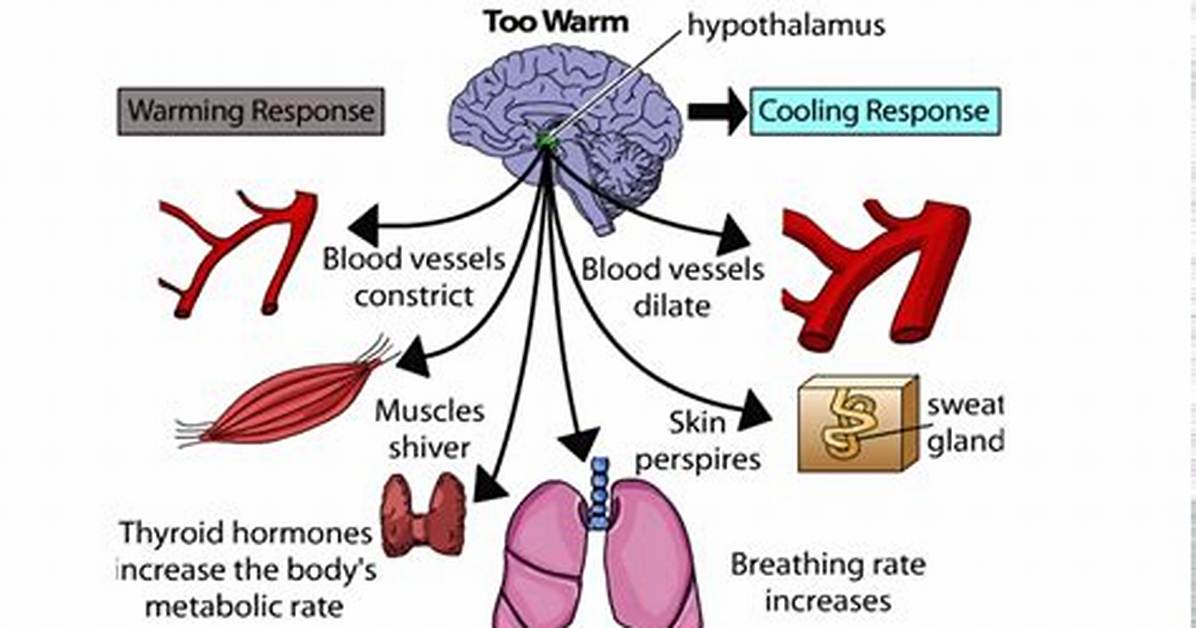 Does Hypothalamus Regulate Body Temperature?