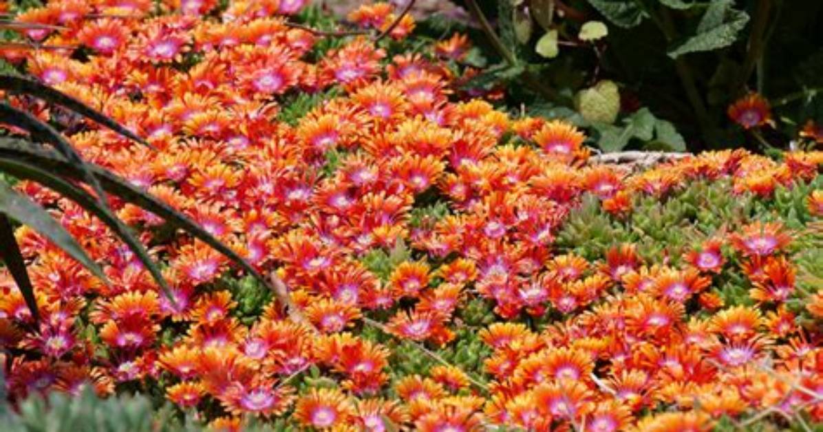 Does Ice Plant Need Full Sun?