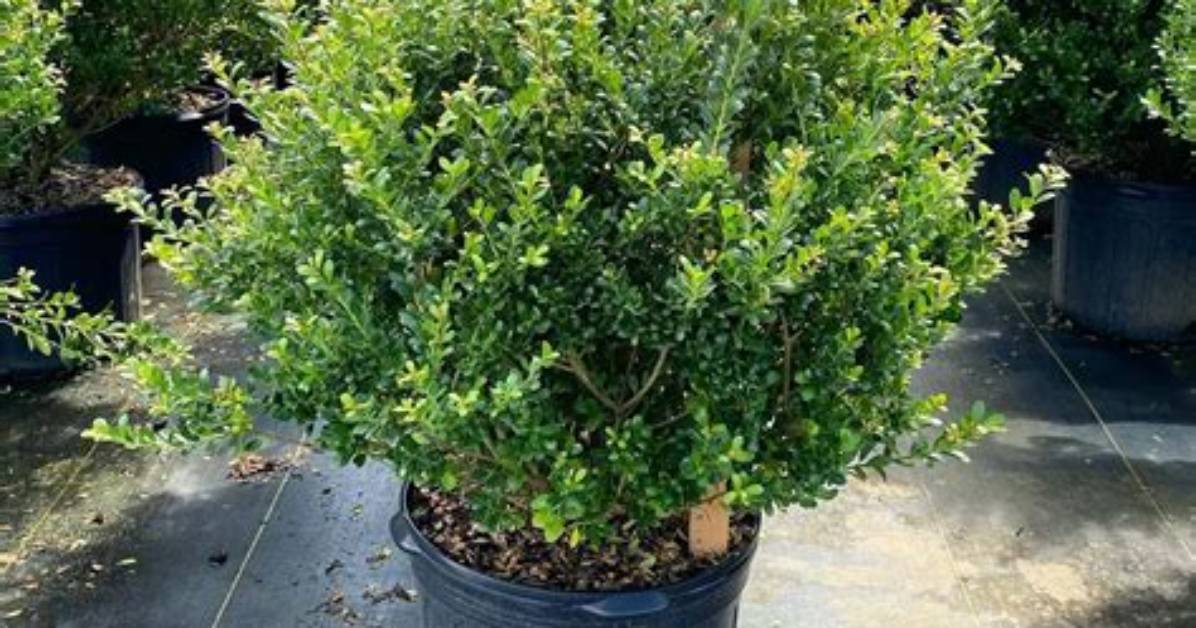 Does Ilex Crenata Get Box Blight?