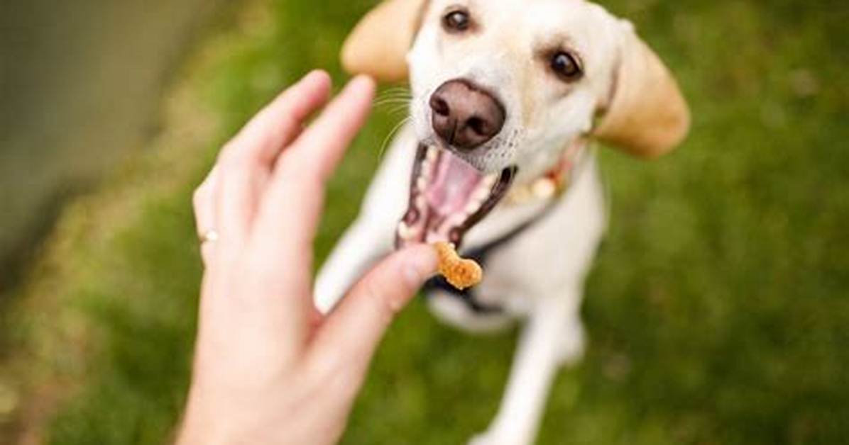 Does in-N-out Give Dog Treats?
