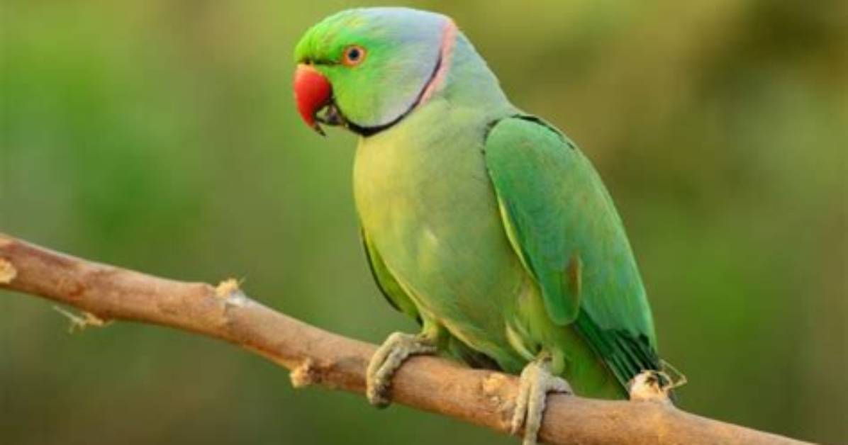 Does Indian Ringnecks Live?
