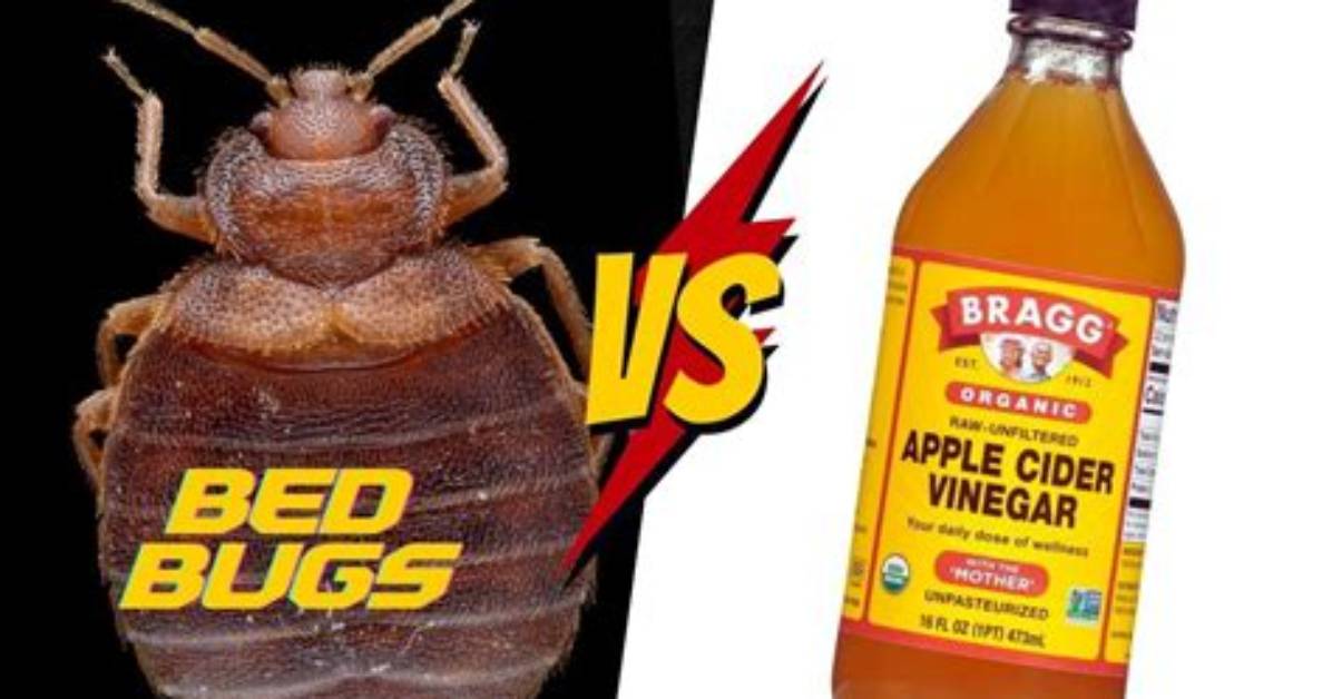 Does Insecticides Kill Bed Bugs?