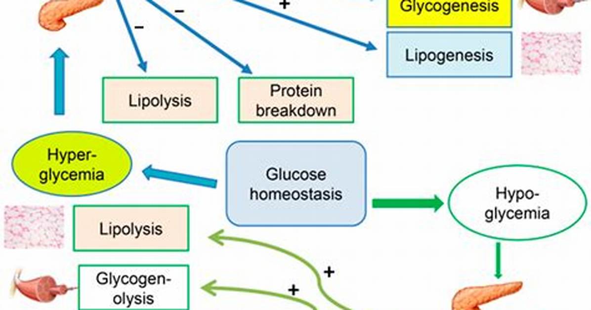 Does Insulin Cause Glycogenolysis?