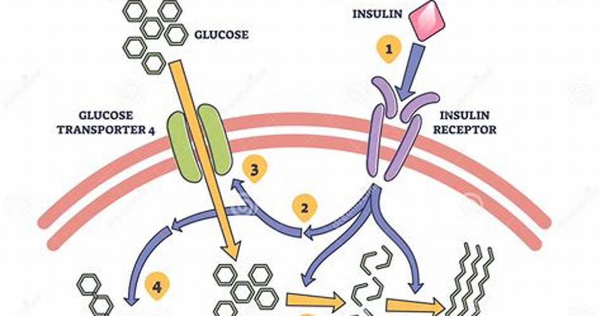 Does Insulin Metabolize Glucose?