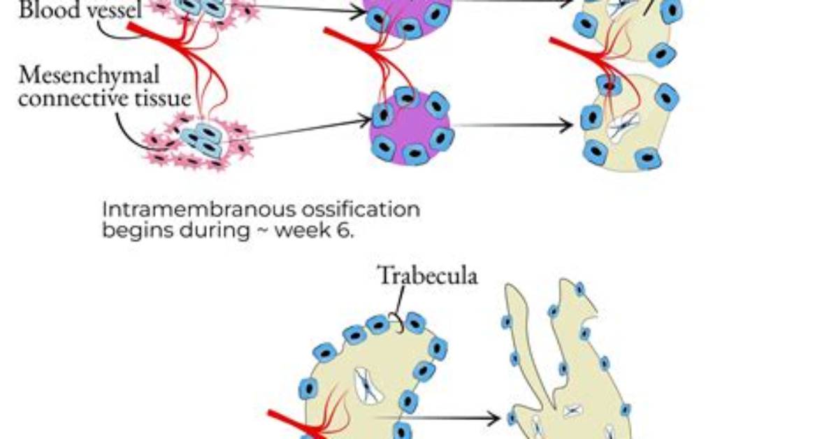 Does Intramembranous Ossification Occur in Long Bones?