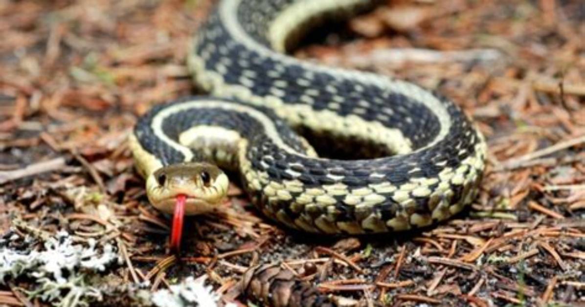 Does Ireland Have Snakes?