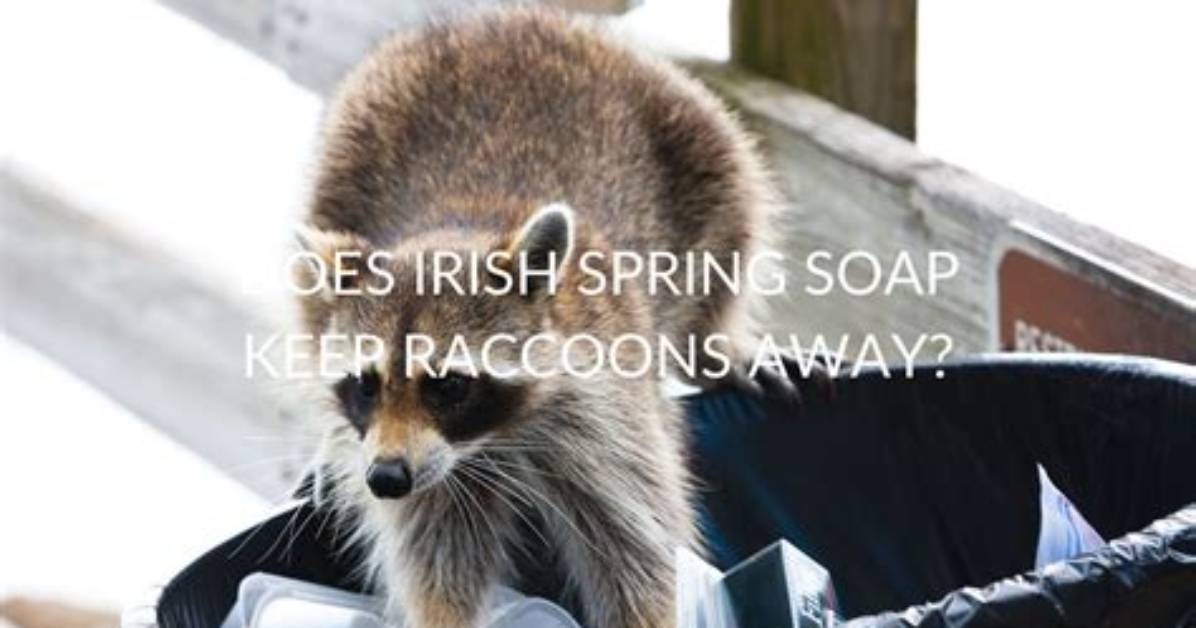 Does Irish Spring Soap Keep Raccoons Away