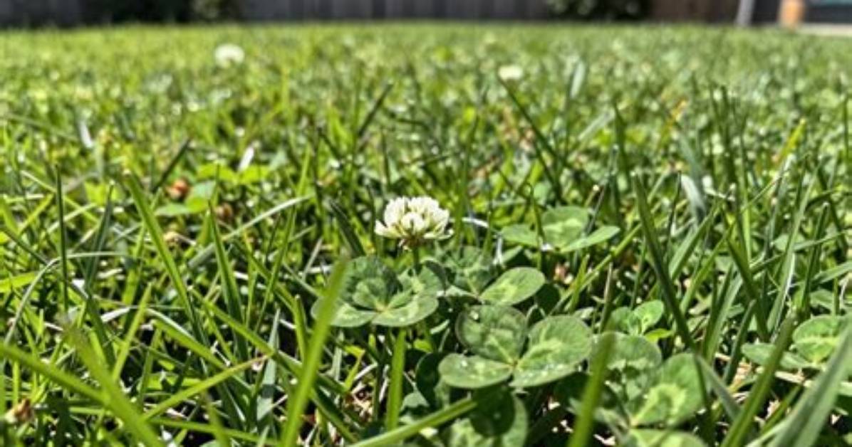 Does Iron Kill Clover
