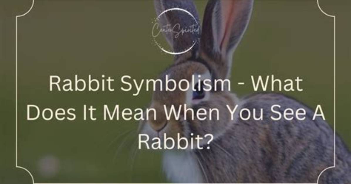 Does It Mean When a Rabbit Snorts?