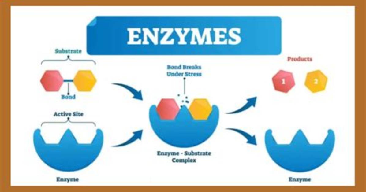 Does It Mean When an Enzyme Is Denatured?