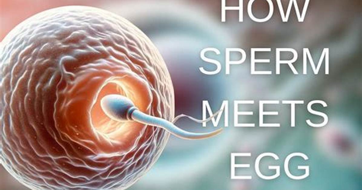 Does It Pain When Sperm Fertilizes Egg?