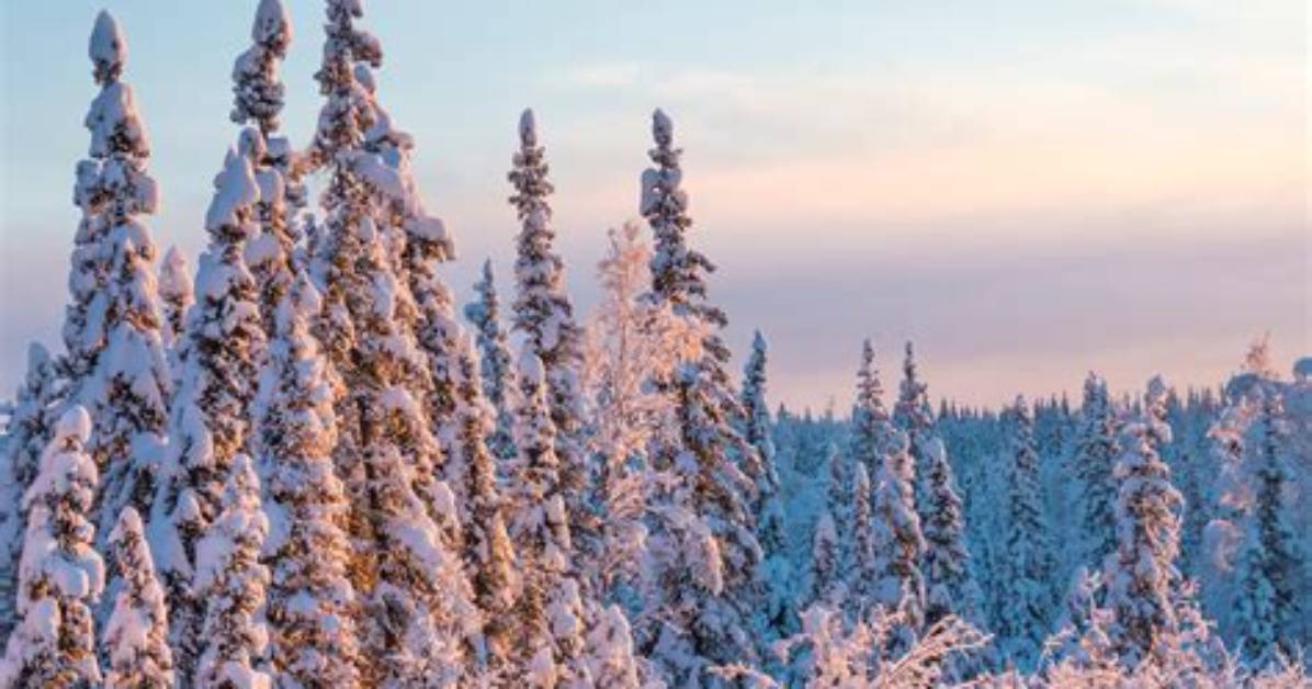 Does It Snow in the Boreal Forest