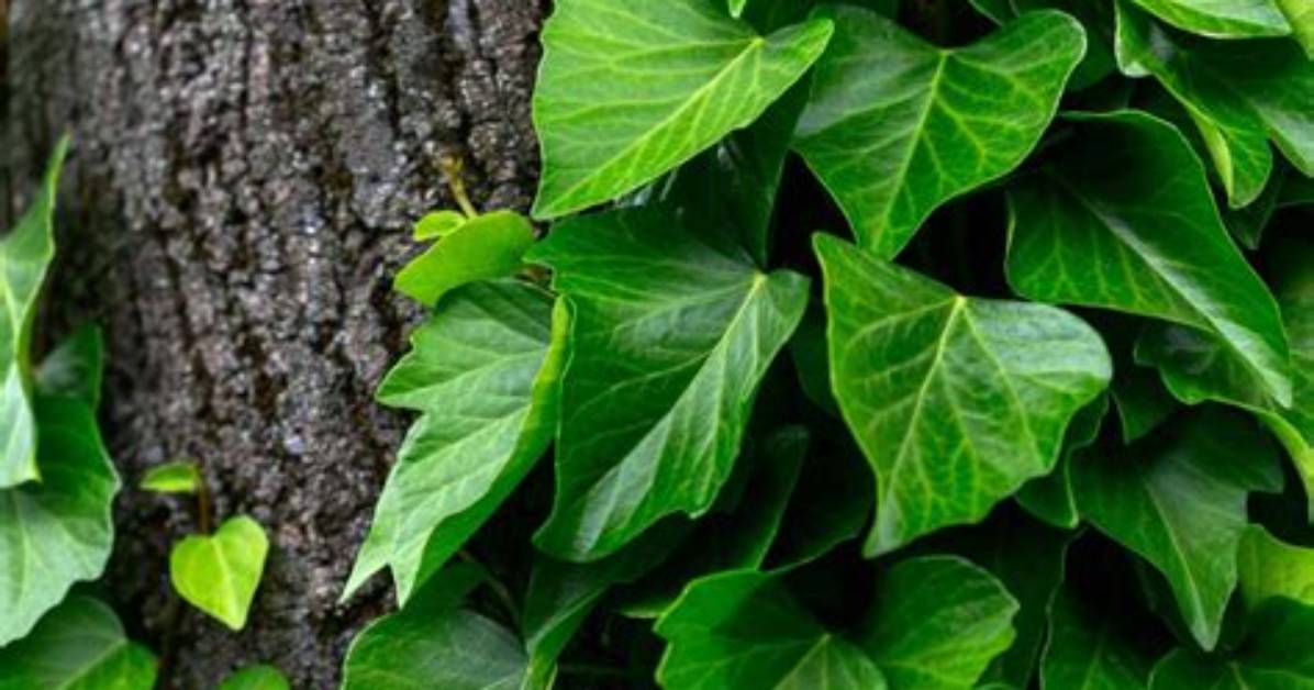 Does Ivy Grow Back?