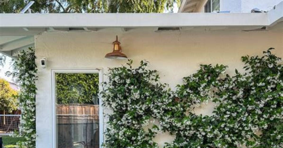 Does Ivy Need Trellis